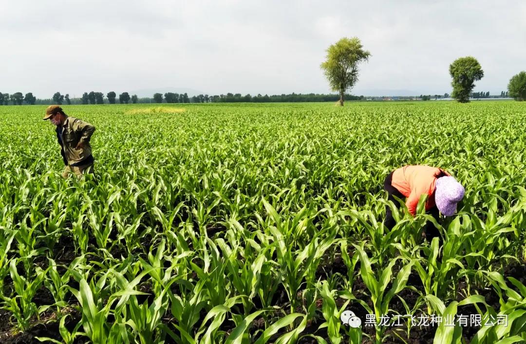 1640669004523782.jpg 19.jpg